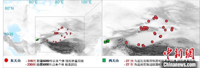 图为该项目所获取天山东西部古人群的线粒体与核基因组分布图。　安博网页版 供图