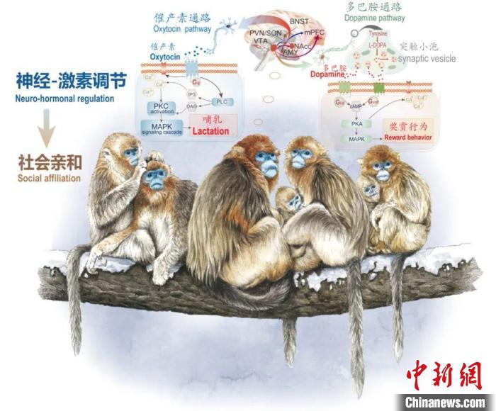 神经-激素调节的适应性变化增强社会亲和力。　安博网页版供图