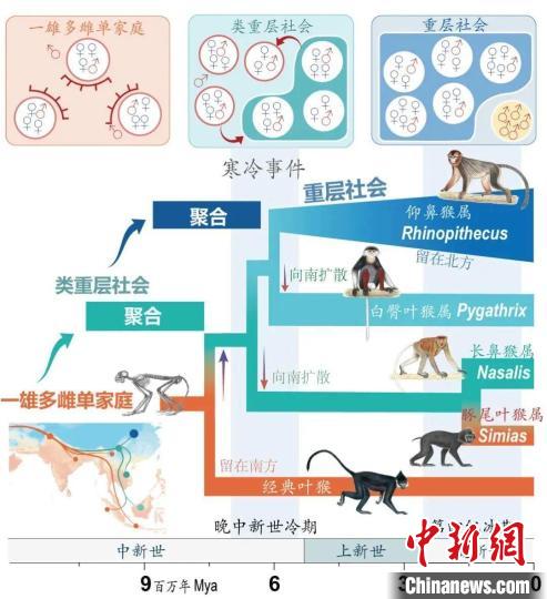 寒冷事件促进亚洲叶猴社会聚合。　安博网页版供图