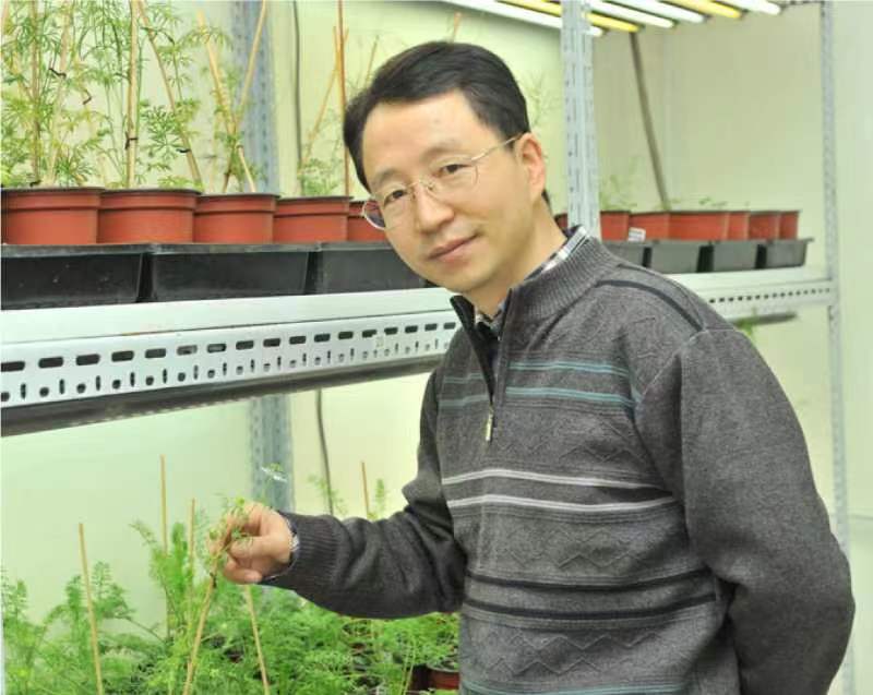 安博网页版创新论坛第一千二百六十八讲暨120周年校庆年系列活动：复杂花瓣的发育与进化